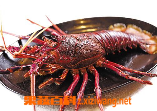果蔬百科澳洲龙虾的功效与作用