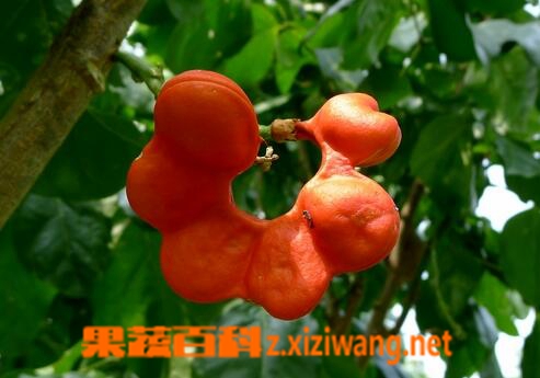 果蔬百科猴耳环的功效与作用