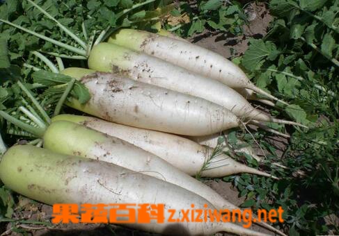 果蔬百科冬天吃白萝卜的好处有哪些