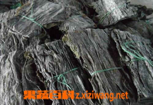 果蔬百科干海带的功效与作用