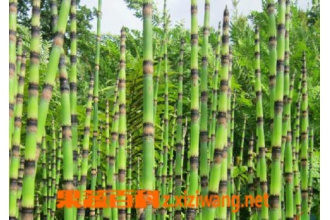 中药木贼的功效与作用