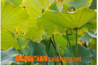 荷梗的功效与作用 荷梗的药用价值