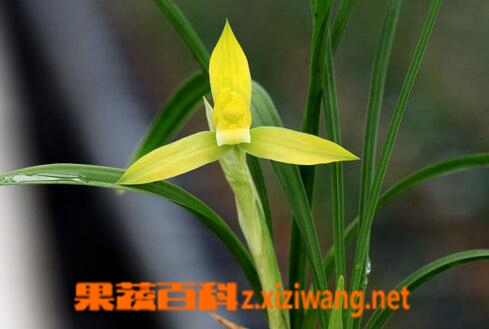 果蔬百科春兰的药用功效与用法