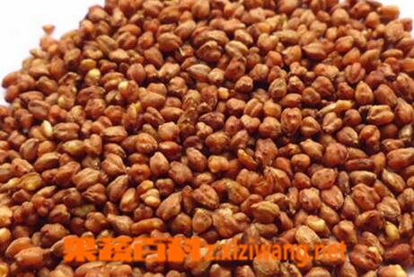 果蔬百科苦荞茶的四大养生功效