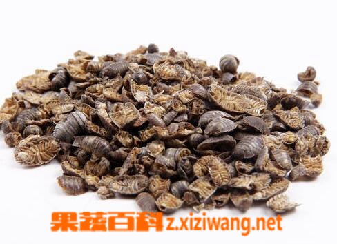 果蔬百科鼠妇虫的功效与作用