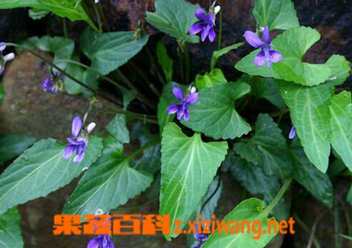 果蔬百科中药定经草的功效与作用