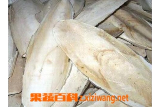 炒海螵蛸的功效与作用
