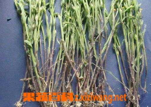 果蔬百科疳积草的功效与作用