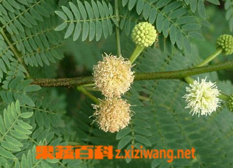果蔬百科银合欢的药用价值与功效