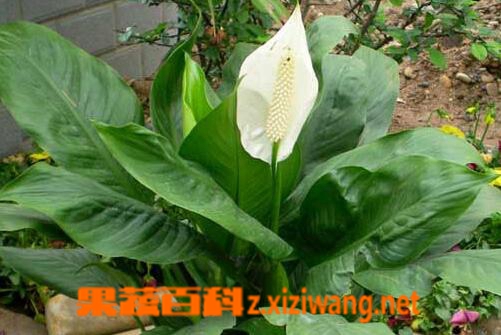 果蔬百科一帆风顺是什么花 一帆风顺怎么养