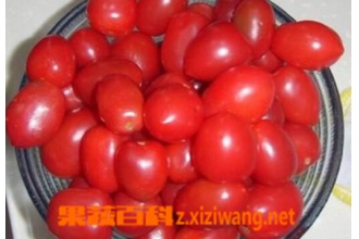 能抗辐射的食物有哪些
