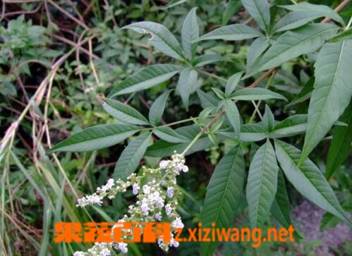 果蔬百科 黄荆的功效与作用