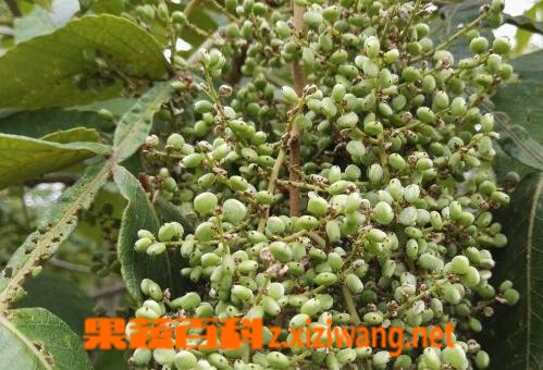 果蔬百科 盐肤子的功效与作用