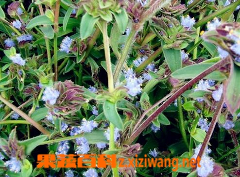 果蔬百科珍珠露水草的功效与作用