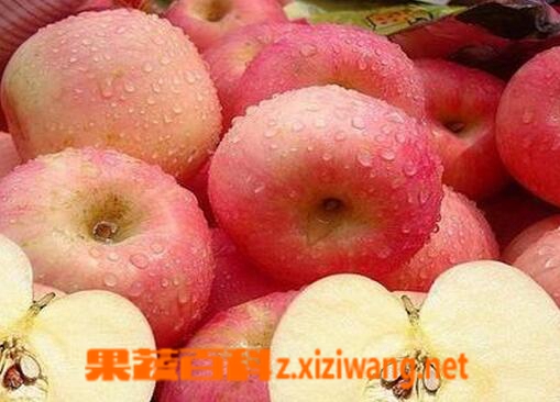 果蔬百科晚上吃苹果好吗