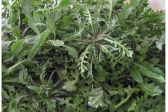 常见的野菜有哪些 野菜的种类介绍