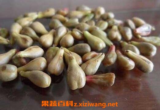 葡萄籽能吃吗