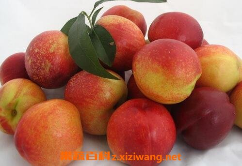 油桃热量高吗