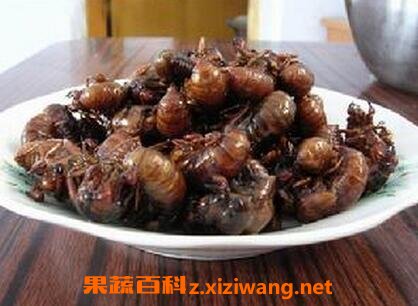 蝉蛹的功效与作用