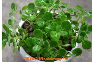碰碰香怎么养 碰碰香的养殖方法