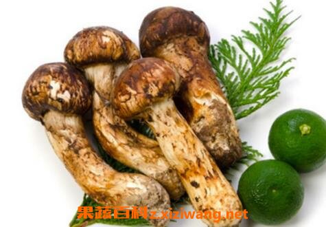 松茸的功效与作用