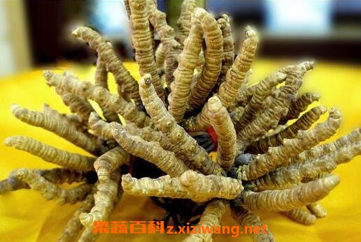 冬虫夏草怎么吃
