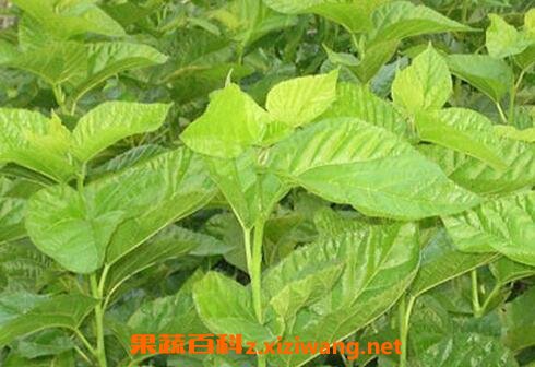 桑叶泡水喝的功效与作用