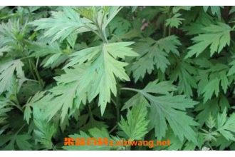 艾草泡脚的好处与注意事项