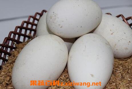 鹅蛋的功效与作用