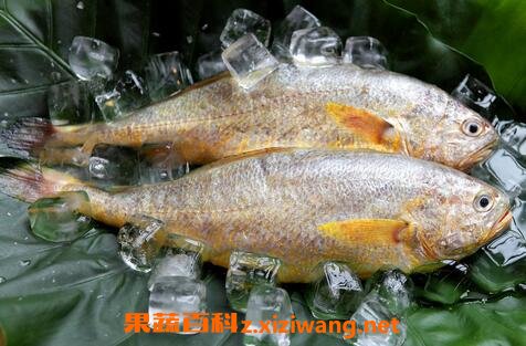 黄鱼的营养价值