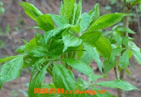 刺五加的功效作用与食用方法