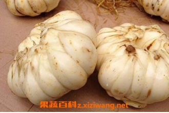鲜百合怎么吃好 吃鲜百合的好处