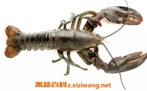 奥龙虾