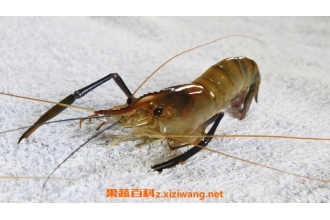 白虾和河虾的营养价值