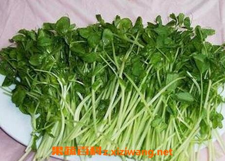新鲜蔬菜怎么保存