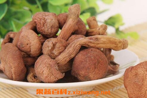 红蘑的功效与作用