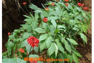 人参花的神奇功效与吃法 人参花的作用