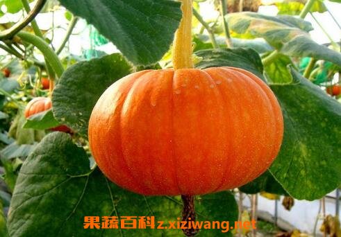 南瓜不能和什么一起吃