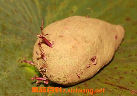 地瓜发芽以后还能吃吗