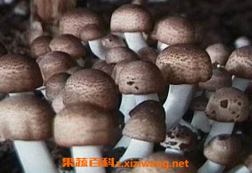 常见食用菌有哪些