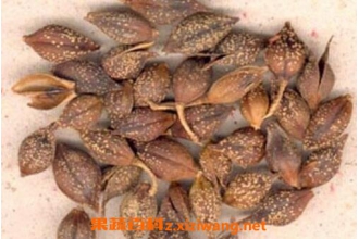 连翘的功效和作用 连翘的食用方法