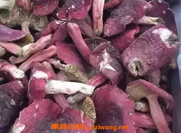 野生红菇