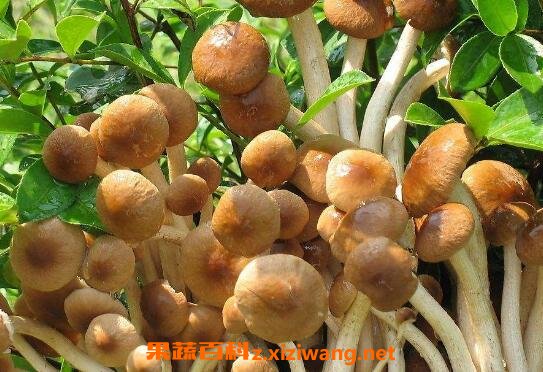 野生茶树菇