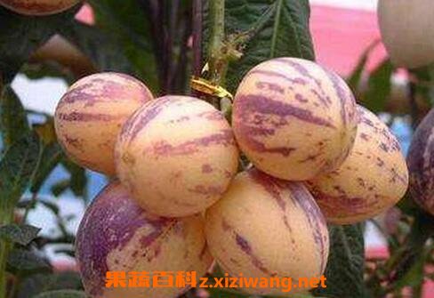 人参果有什么功效