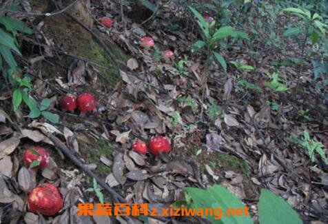 武夷山正红菇