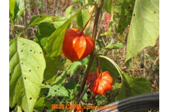 山菇娘的功效和作用 山菇娘的做法步骤教程