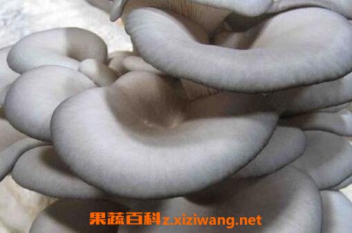 蘑菇的养生功效有哪些