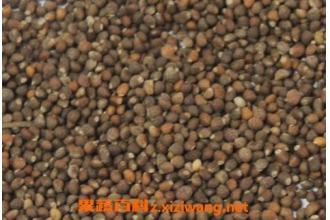 炒紫苏子的功效与作用