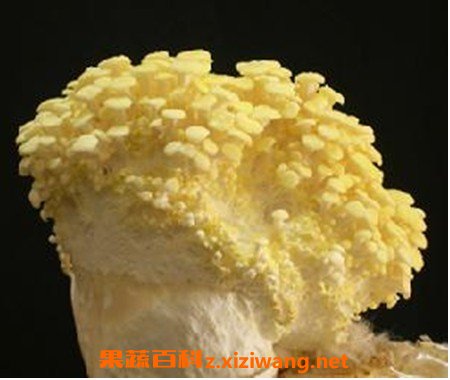 榆黄菇