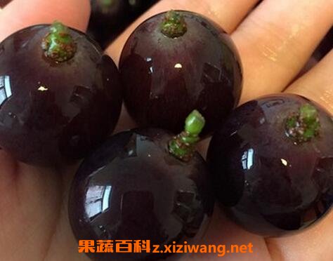 洗葡萄的正确方法